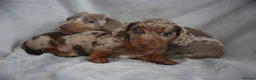 Miniature Dachshund dogs for sale: Miniature dachshund  - Advert 11