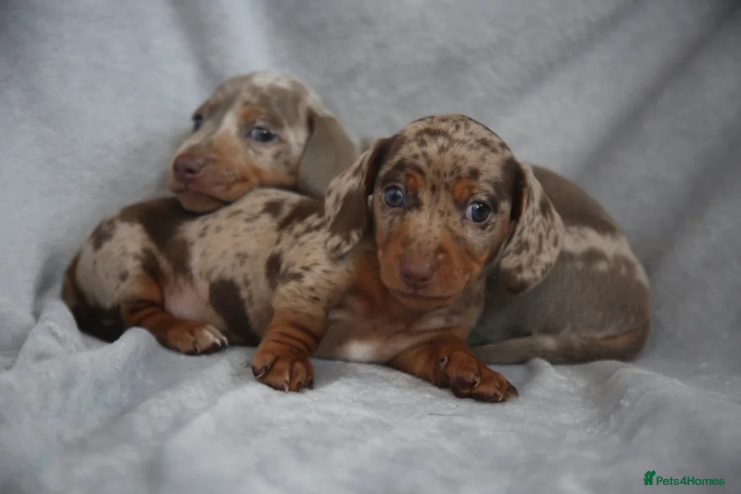 Miniature Dachshund dogs for sale: Miniature dachshund  - Advert 11