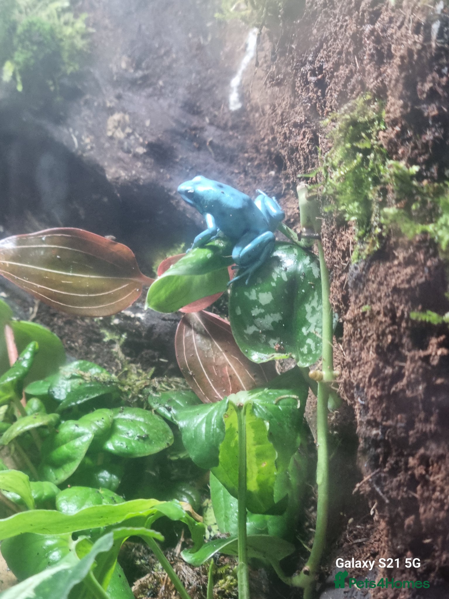 Frog reptiles Auratus microspot poison dartfrogs  - Advert 1