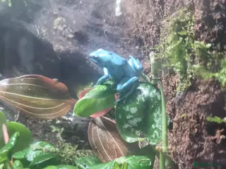 Frog reptiles Auratus microspot poison dartfrogs - Advert 15