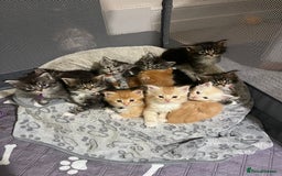 Maine Coon cats for sale: Maine coon kitten  - Image 31