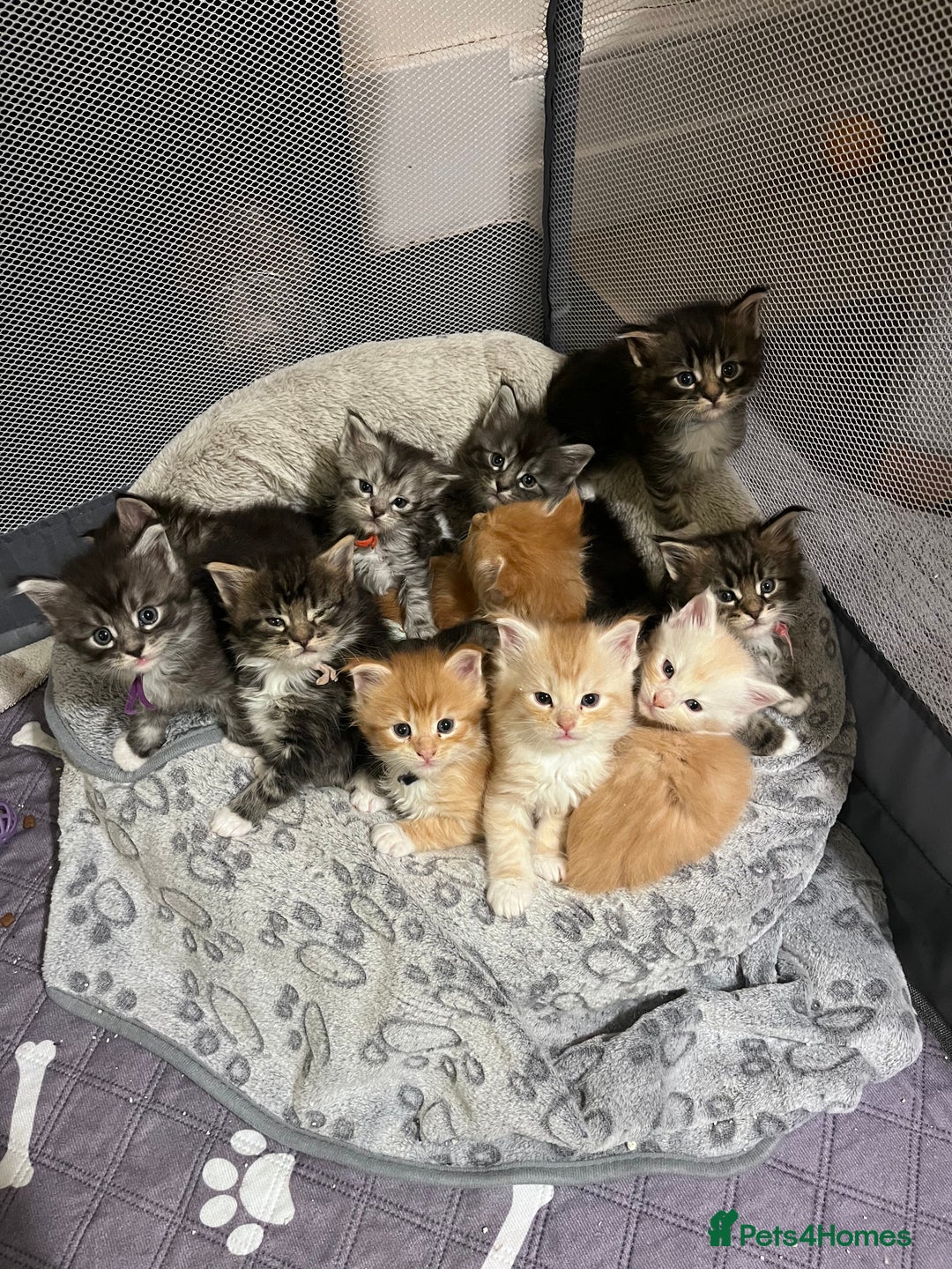 Maine Coon cats for sale: Maine coon kitten  - Image 31