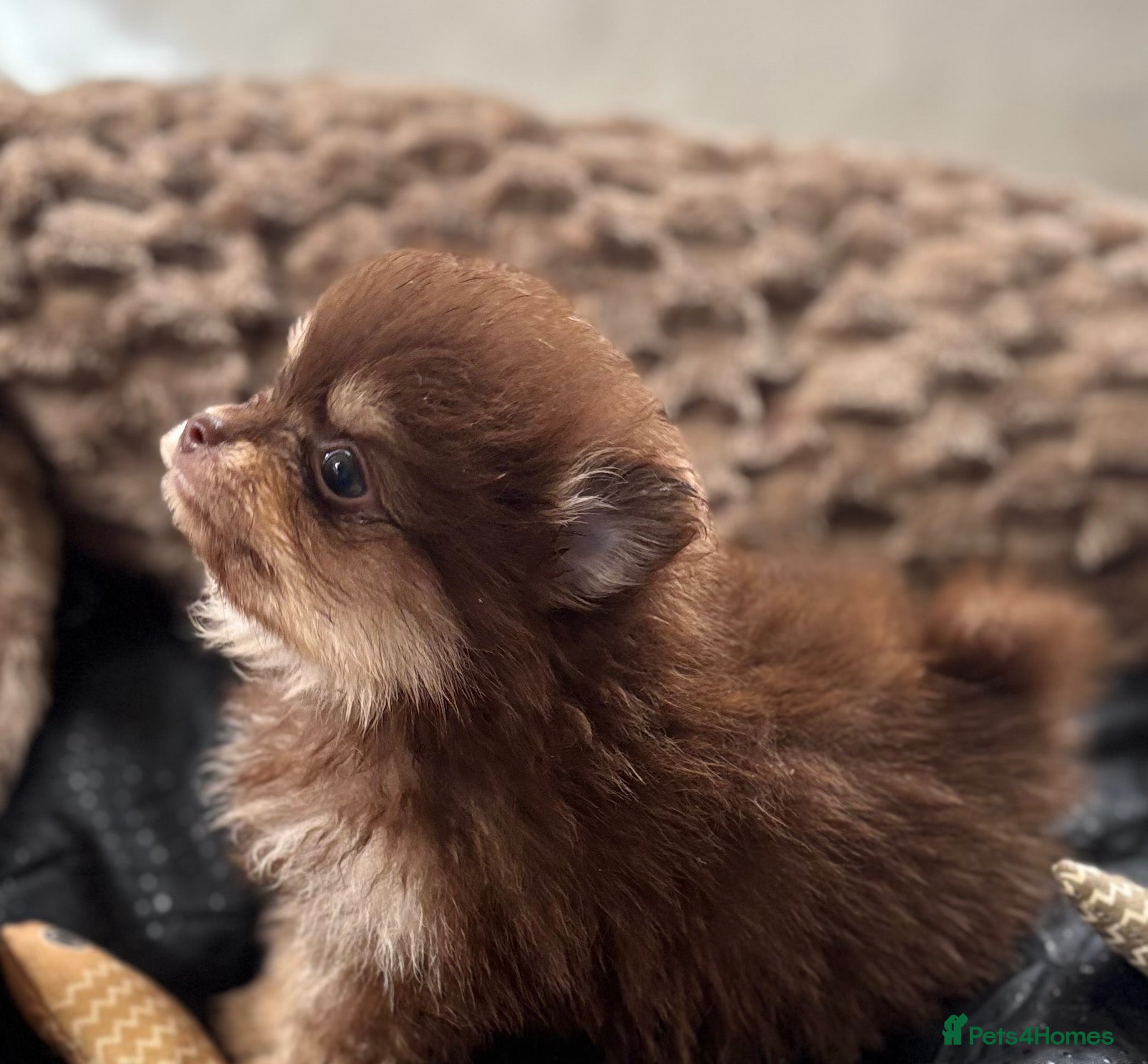 Pomeranian dogs 🤎 Gorgeous Chocolate & Tan Pomeranian Puppies  - Advert 1