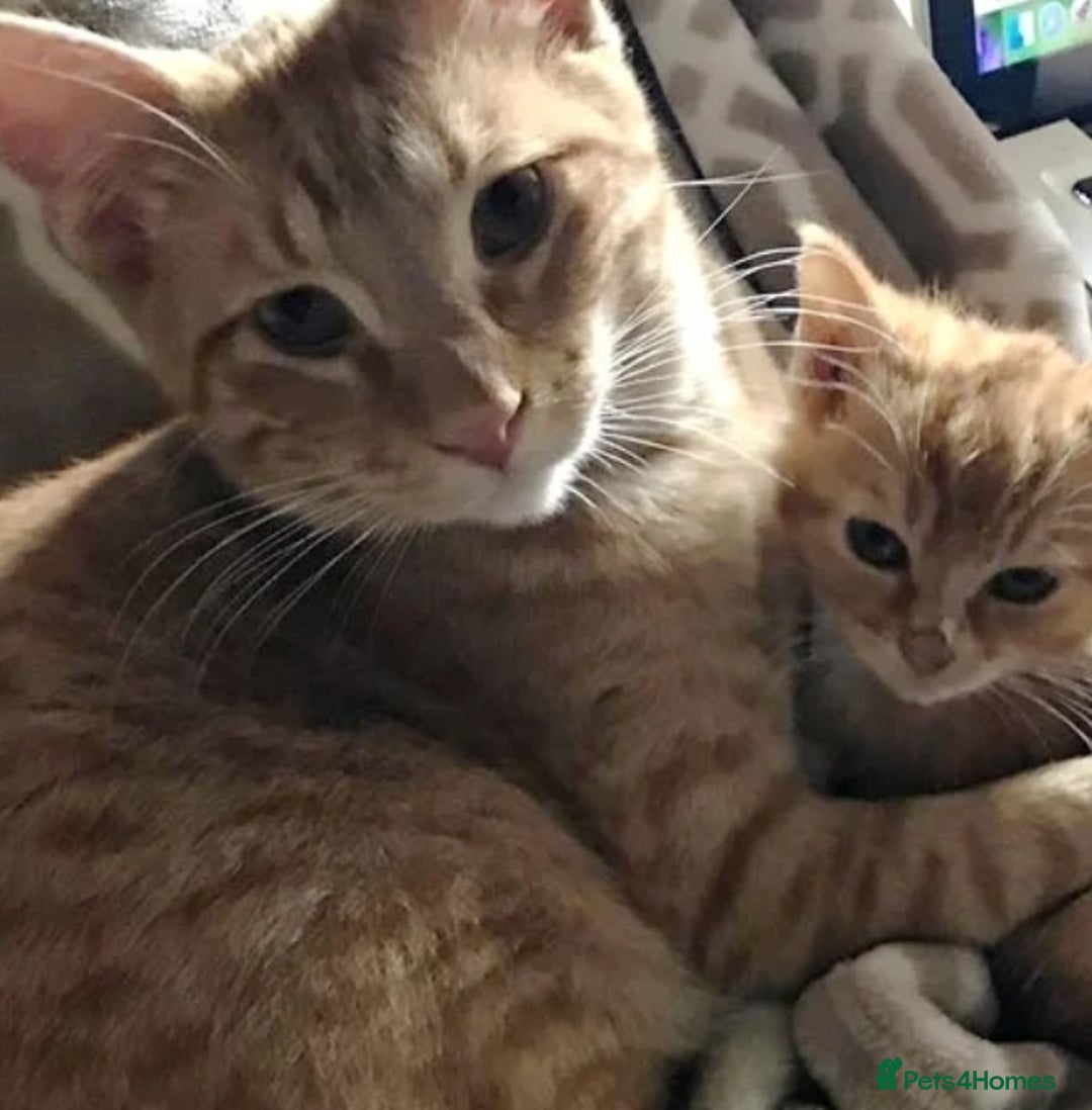 Mixed Breed cats for sale: Ginger tabby kitten  - Advert 8