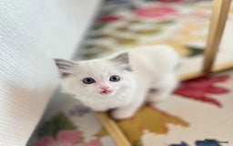 Ragdoll cats for sale: All looking a swt loving HM - Advert 2