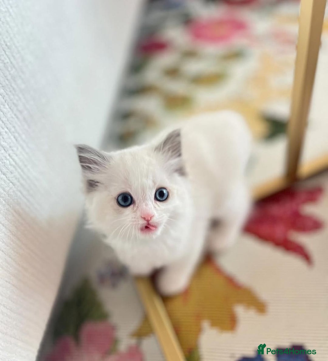Ragdoll cats for sale: All looking a swt loving HM - Advert 2