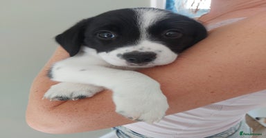 Mixed Breed dogs - Advert 1