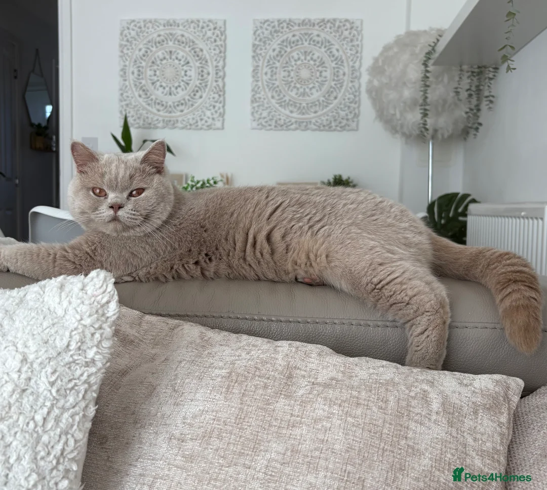 British Shorthair cats for sale: Stunning Fawn British Shorthair  - Advert 5