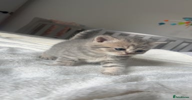 Scottish Fold cats - Advert 4
