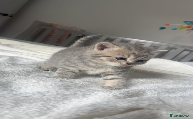 Scottish Fold cats - Advert 3