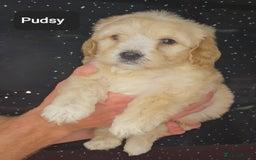 Maltipoo dogs for sale: Quality Champion Apricot Teddy toy Maltipoo's 🧸 - Image 18