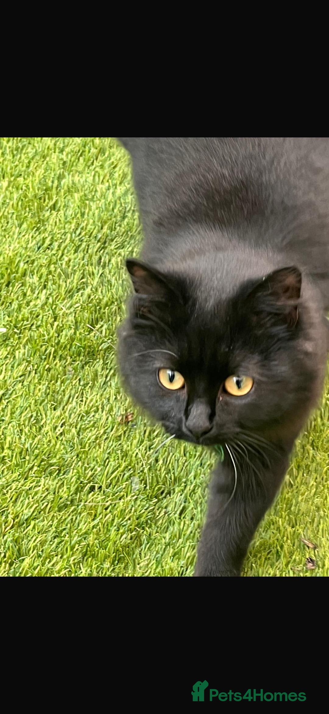 Ragdoll cats for sale: !!!Ready to reserve Ragdoll babies!!!  - Advert 17