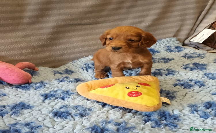 Cocker Spaniel dogs - Advert 16