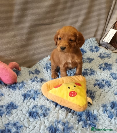 Cocker Spaniel dogs - Advert 16