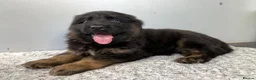 German Shepherd dogs for sale: Huge top quality 4th generation KC puppies - Advert 18