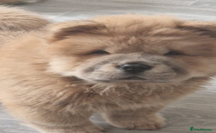 Chow Chow dogs - Advert 6