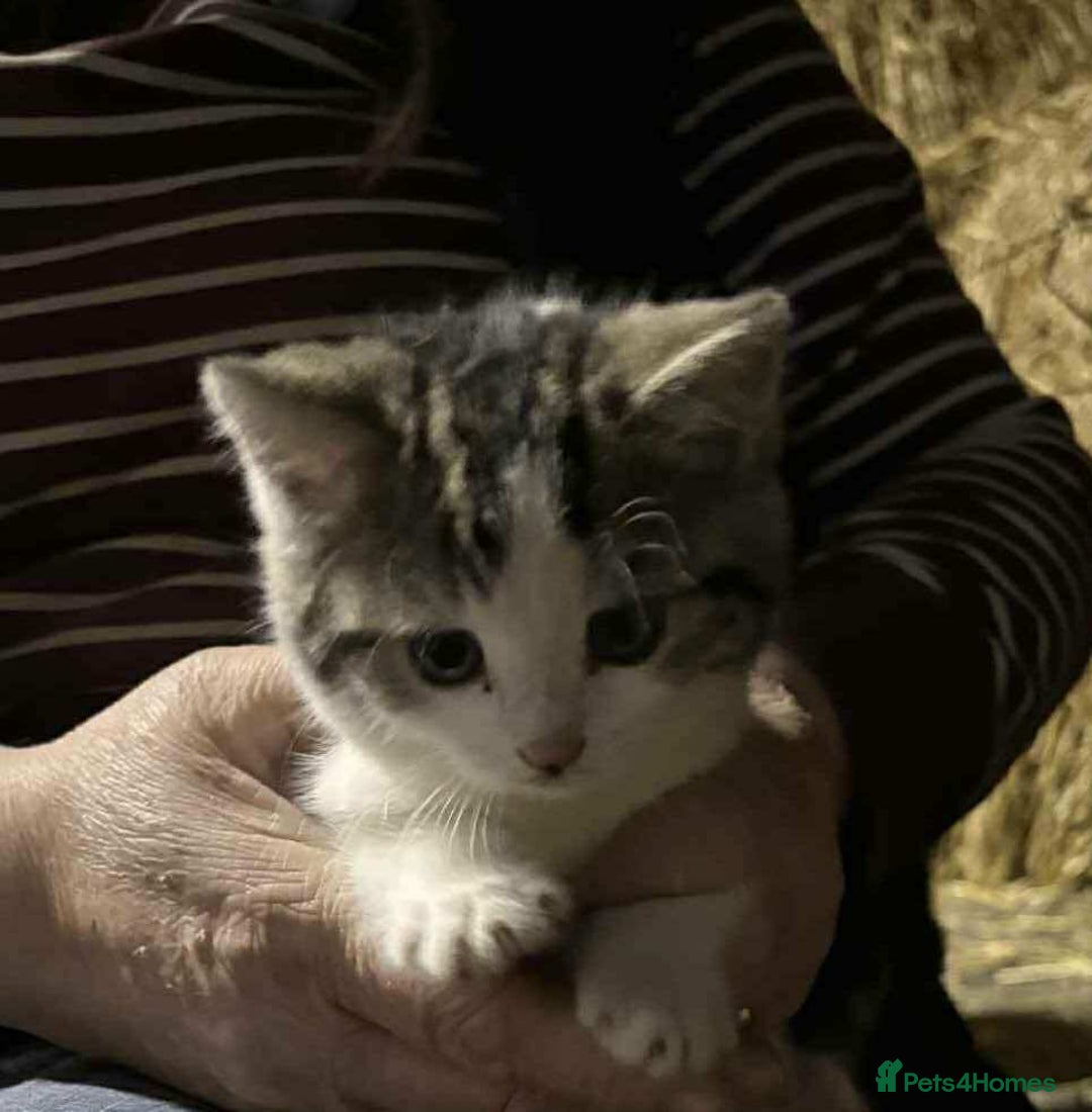 Mixed Breed cats for sale: Farm Kittens Available - Advert 5