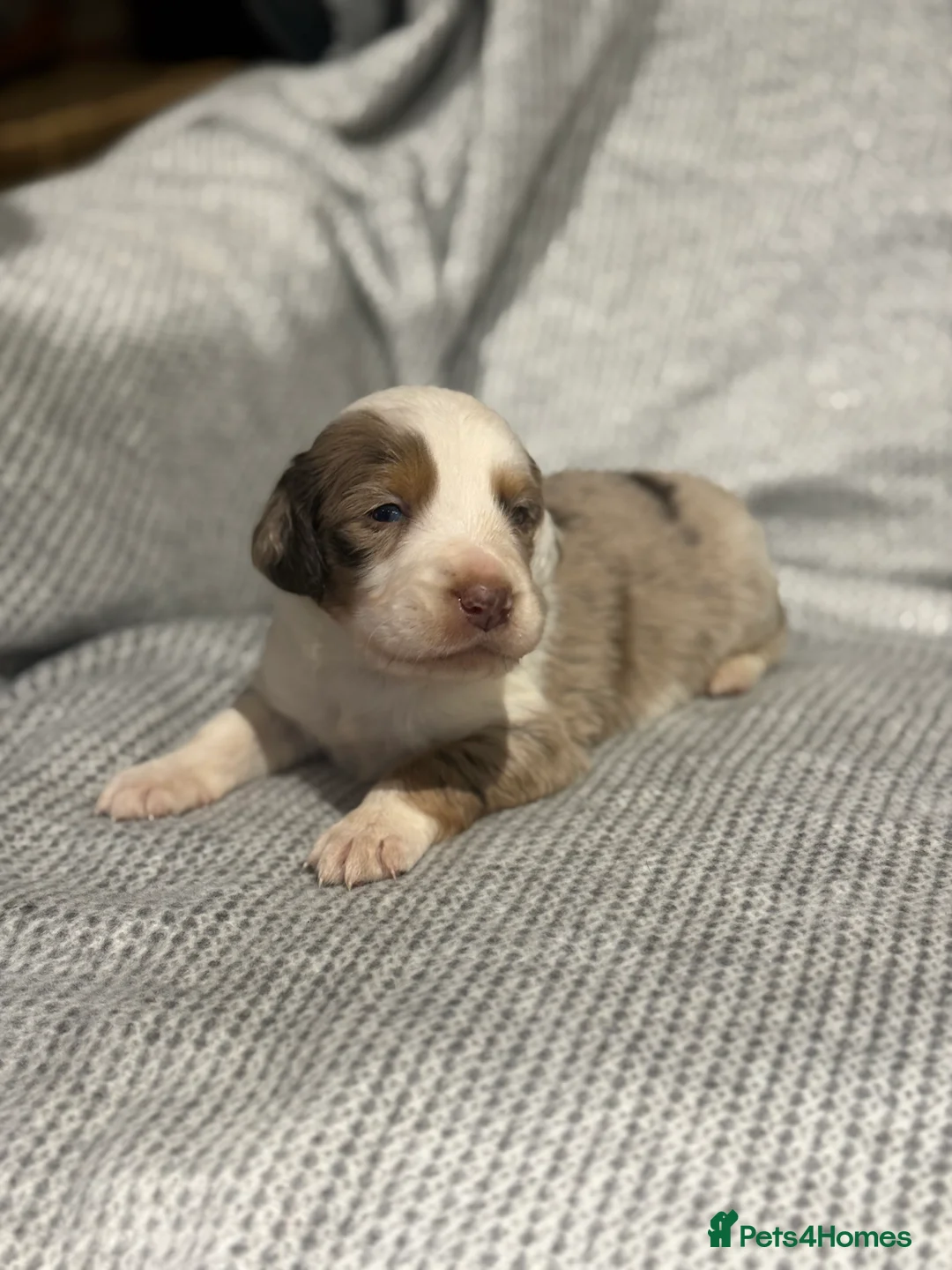 Mixed Breed dogs for sale: Stunning coloured cocker x collie puppies  - Advert 2