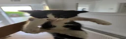 American Shorthair cats for sale: Black and White Kittens 3Female 1Male - Advert 3