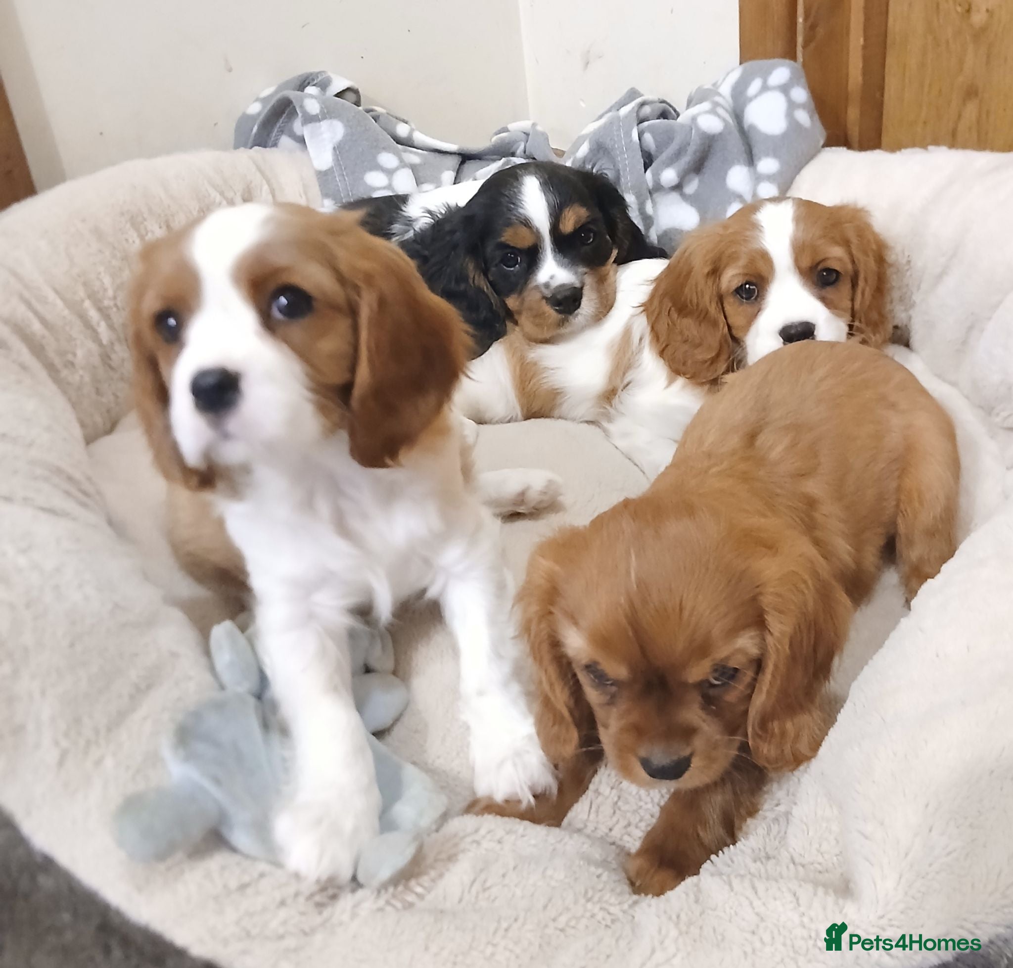 Cavalier King Charles Spaniel dogs  Health tested puppies ready now - Advert 1