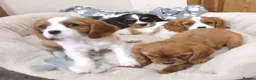 Cavalier King Charles Spaniel dogs for sale:  Health tested puppies ready now - Advert 1