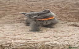 Scottish Fold cats for sale: Scottish fold british shorthair - Image 8