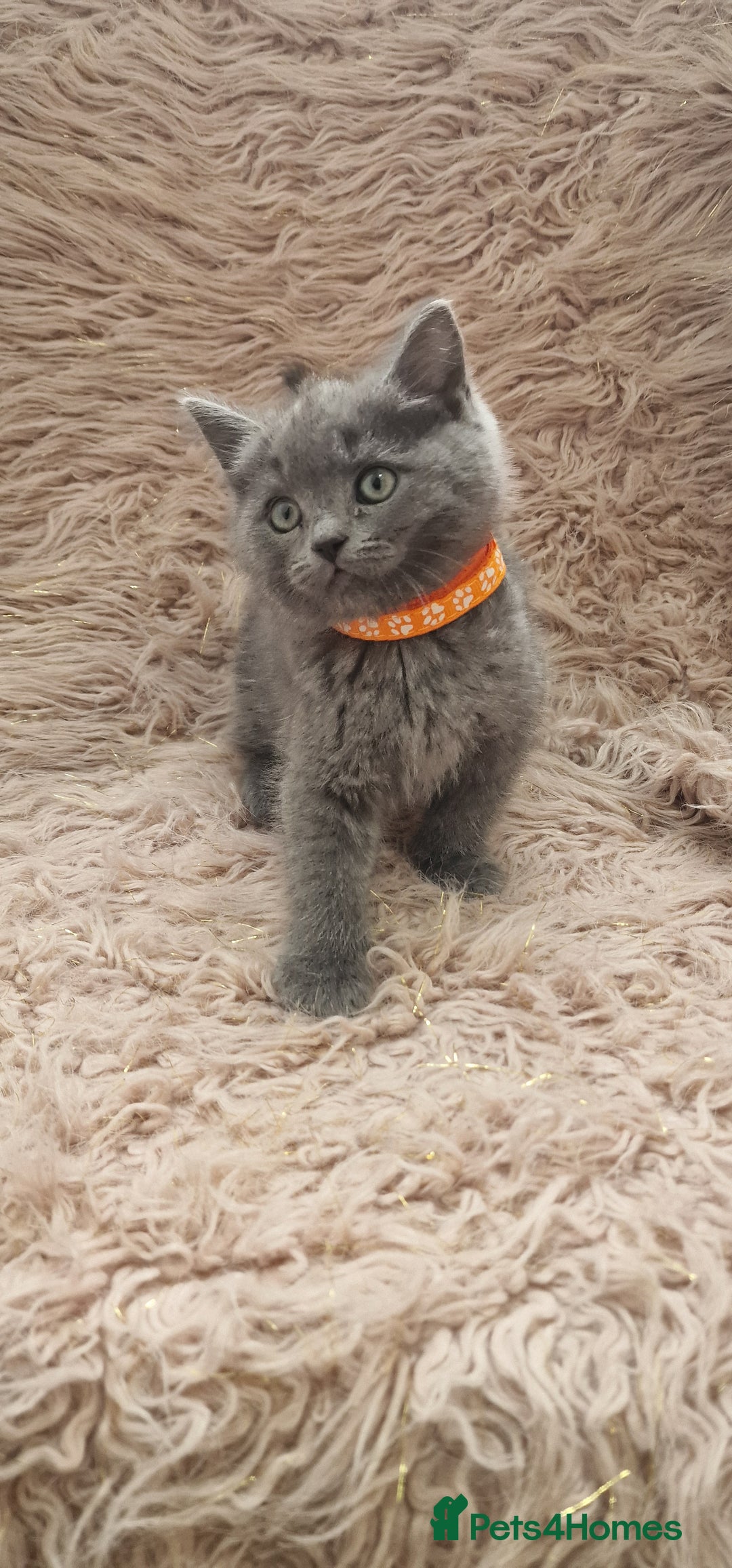 Scottish Fold cats for sale: Scottish fold british shorthair - Image 8
