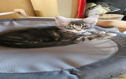 Maine Coon cats for sale: Large Breed Maine Coon Cross - Image 4