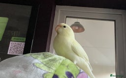 Parakeets birds for sale: Kakariki Last baby still hand feeding  - Image 8