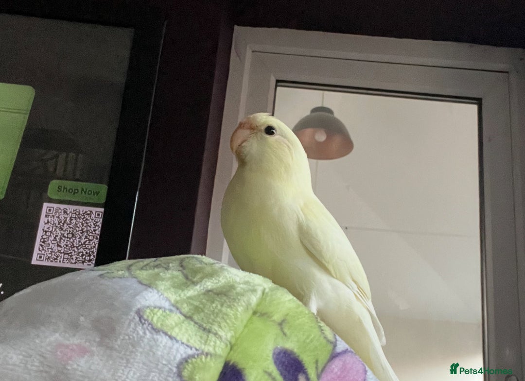 Parakeets birds for sale: Kakariki Last baby still hand feeding  - Image 8