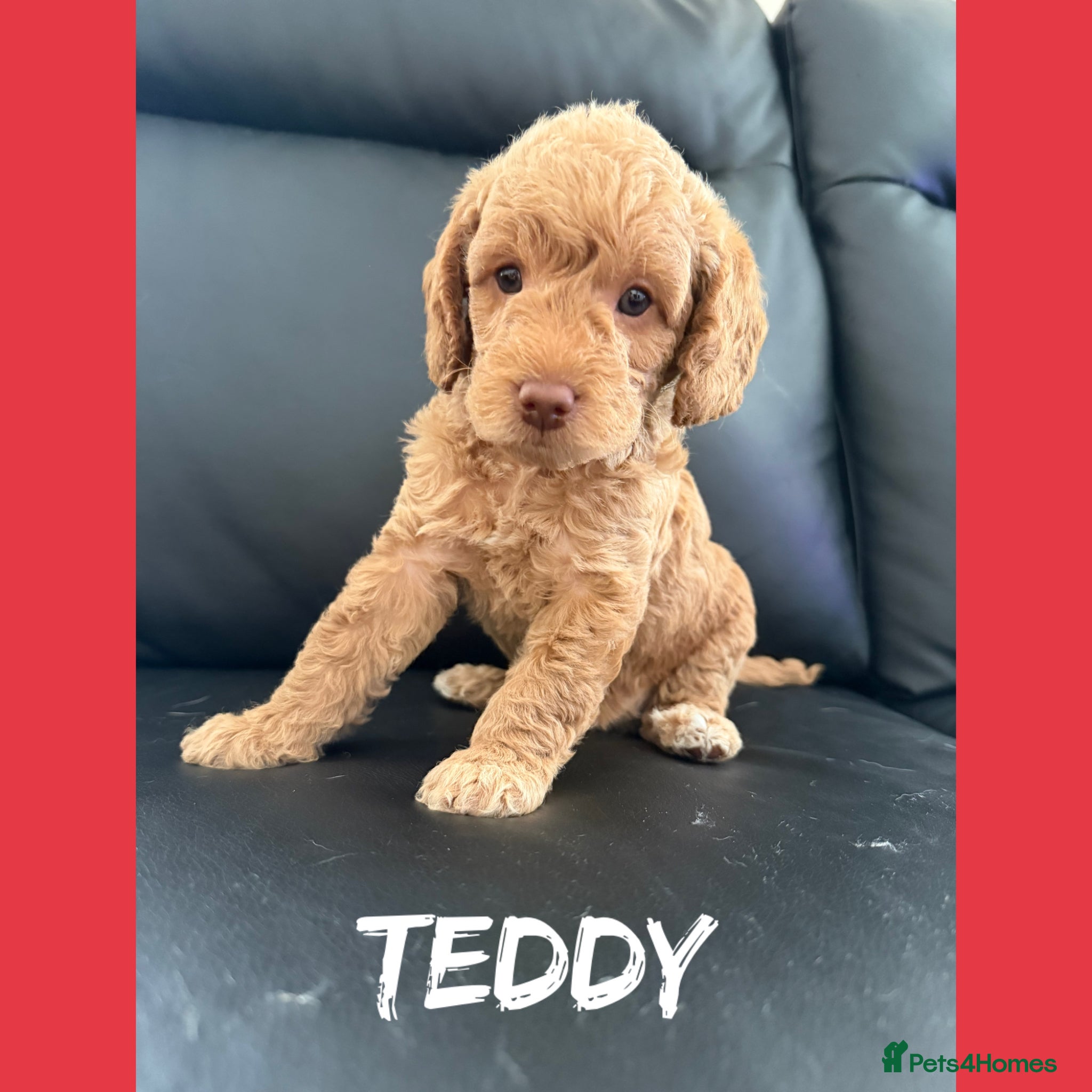 Labradoodle dogs 🐾 5 Beautiful F1B Labradoodle Puppies Available  - Advert 2