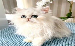 Persian cats for sale: Beautiful Chinchilla Persian Kittens*** - Image 10