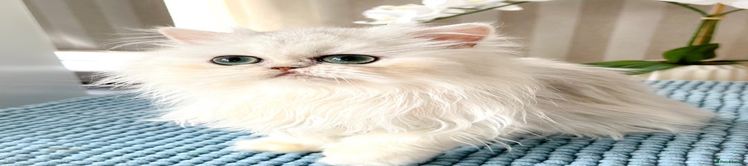 King's of Catland Isabella