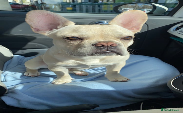 French Bulldog dogs 🔥 SIMBA 🔥 French Bulldog for Stud - Advert 1