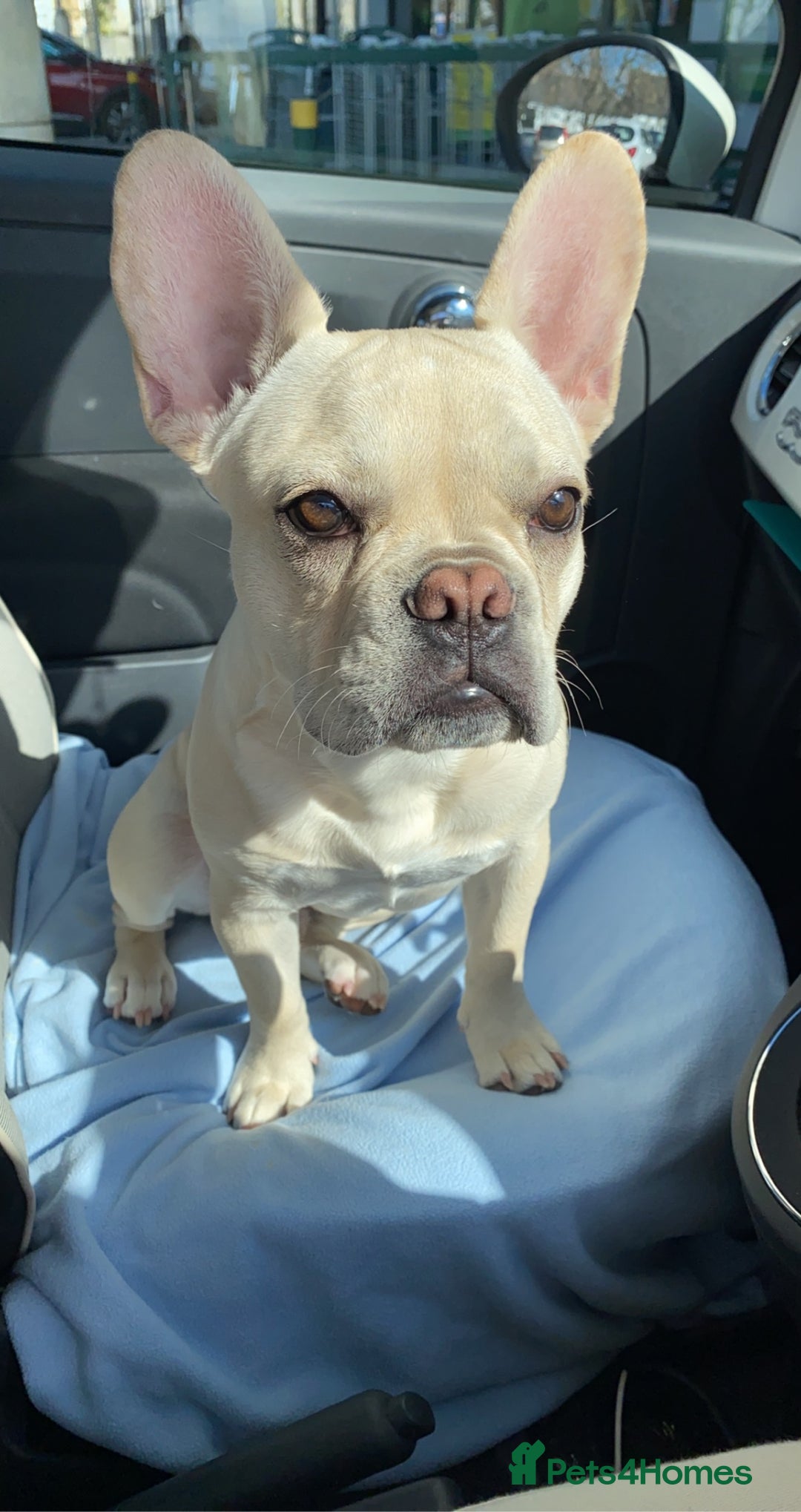 French Bulldog dogs for stud: 🔥 SIMBA 🔥 French Bulldog for Stud - Advert 1