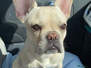 French Bulldog dogs for stud: 🔥 SIMBA 🔥 French Bulldog for Stud - Advert 1