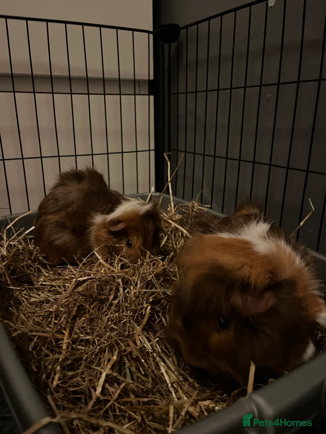 Guinea Pig rodents for sale: guinea pigs  - Advert 5