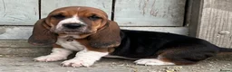 Basset Hound dogs for sale: KC Registered Basset Hound puppy for sale - Advert 17