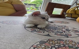 British Shorthair cats for sale: Beautiful 5 kittens  - Image 21
