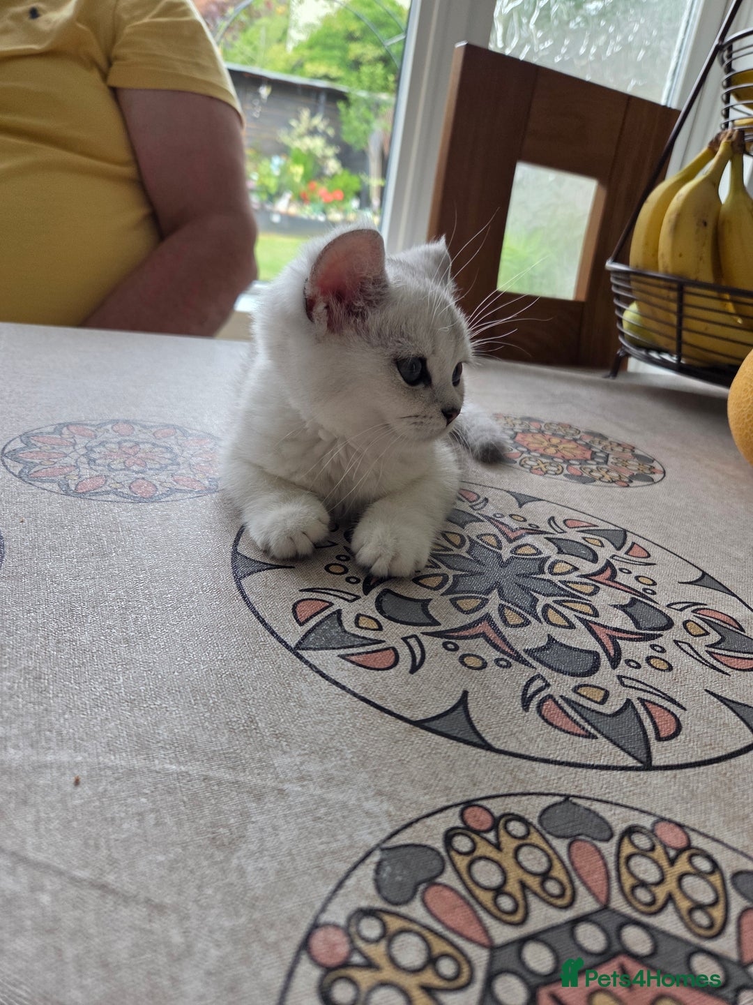 British Shorthair cats for sale: Beautiful 5 kittens  - Image 21