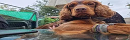 Cocker Spaniel dogs for sale: Working cocker spaniel  in Sheffield - Advert 4