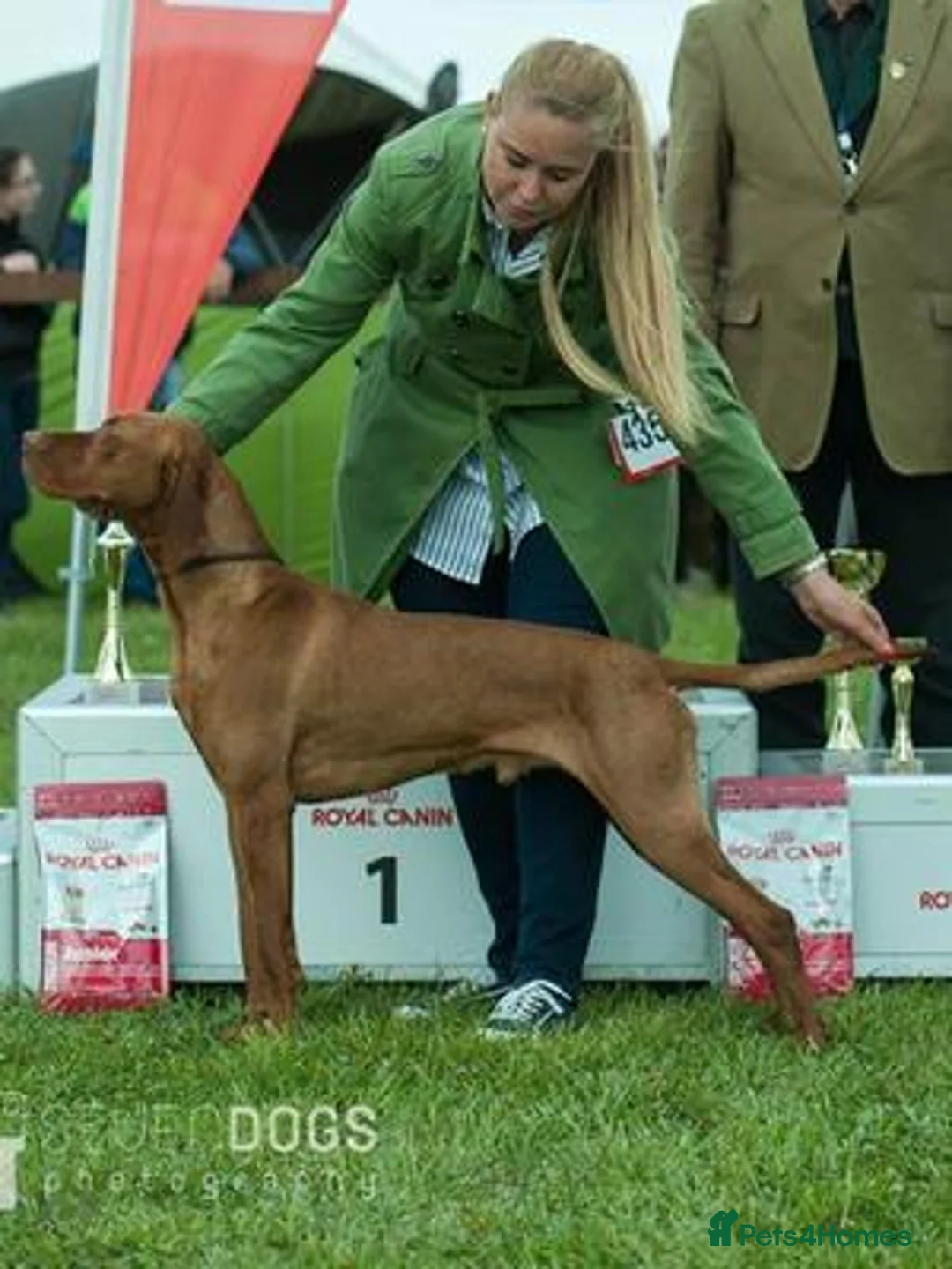 Hungarian Vizsla dogs for sale: Exceptional Three Year Old Neuteted Male - Advert 9