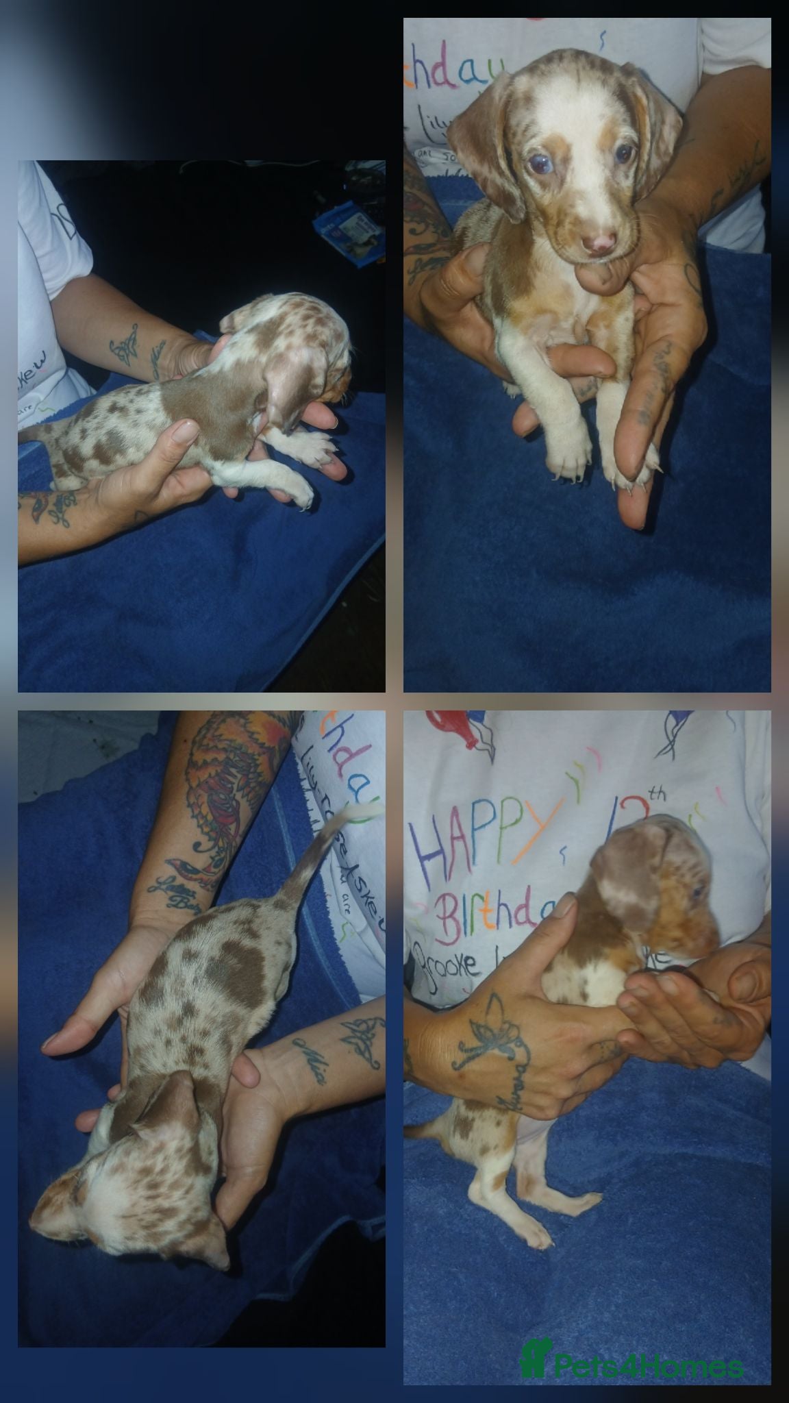 Miniature Dachshund dogs Colourful litter 4 Dachshunds left  - Advert 13