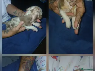 Miniature Dachshund dogs Colourful litter 4 Dachshunds left - Advert 13