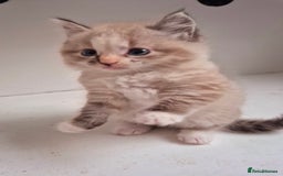 Persian cats for sale: ⭐️Beautiful Persian X Kittens⭐️ - Image 8