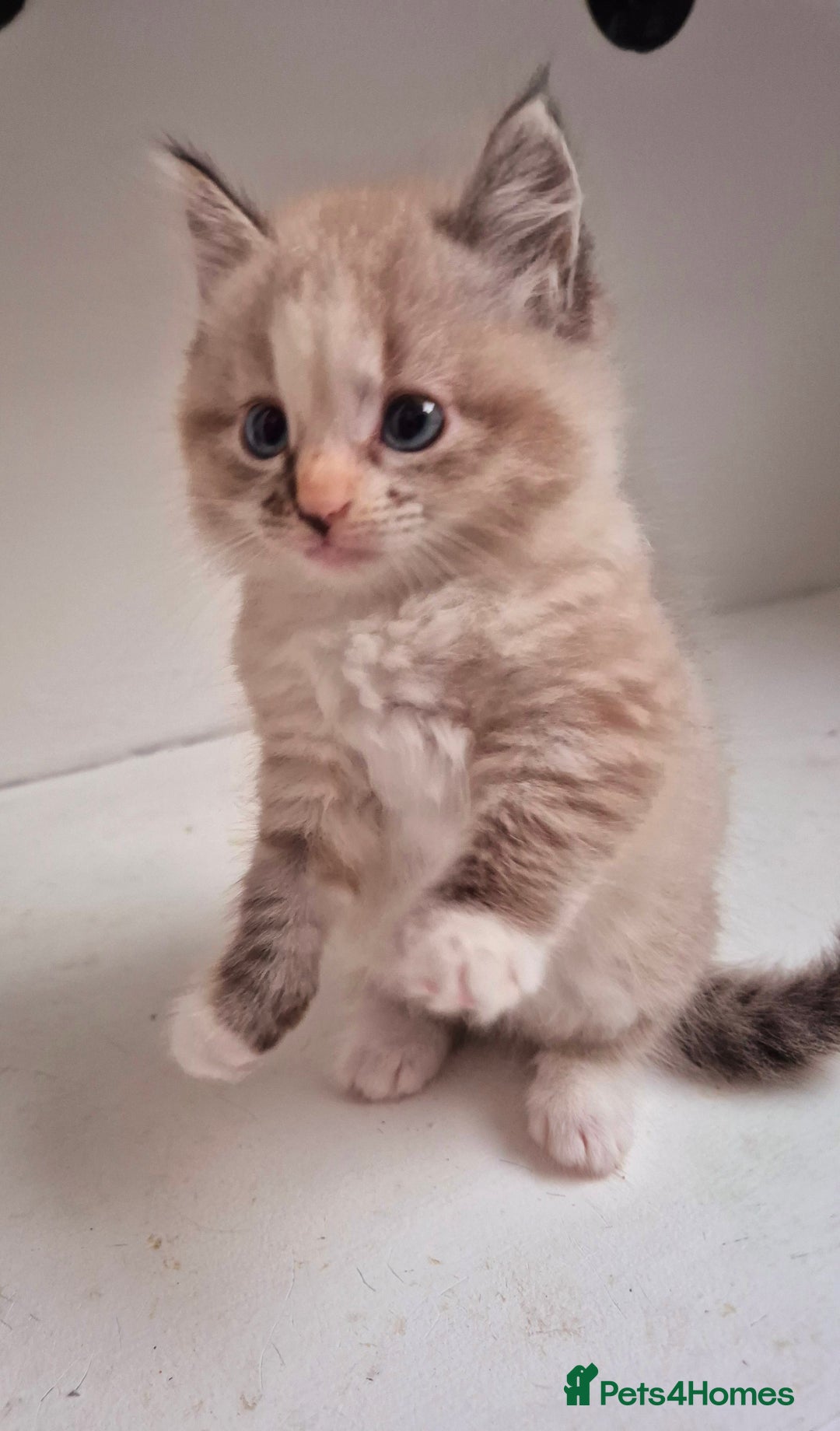 Persian cats for sale: ⭐️Beautiful Persian X Kittens⭐️ - Image 8