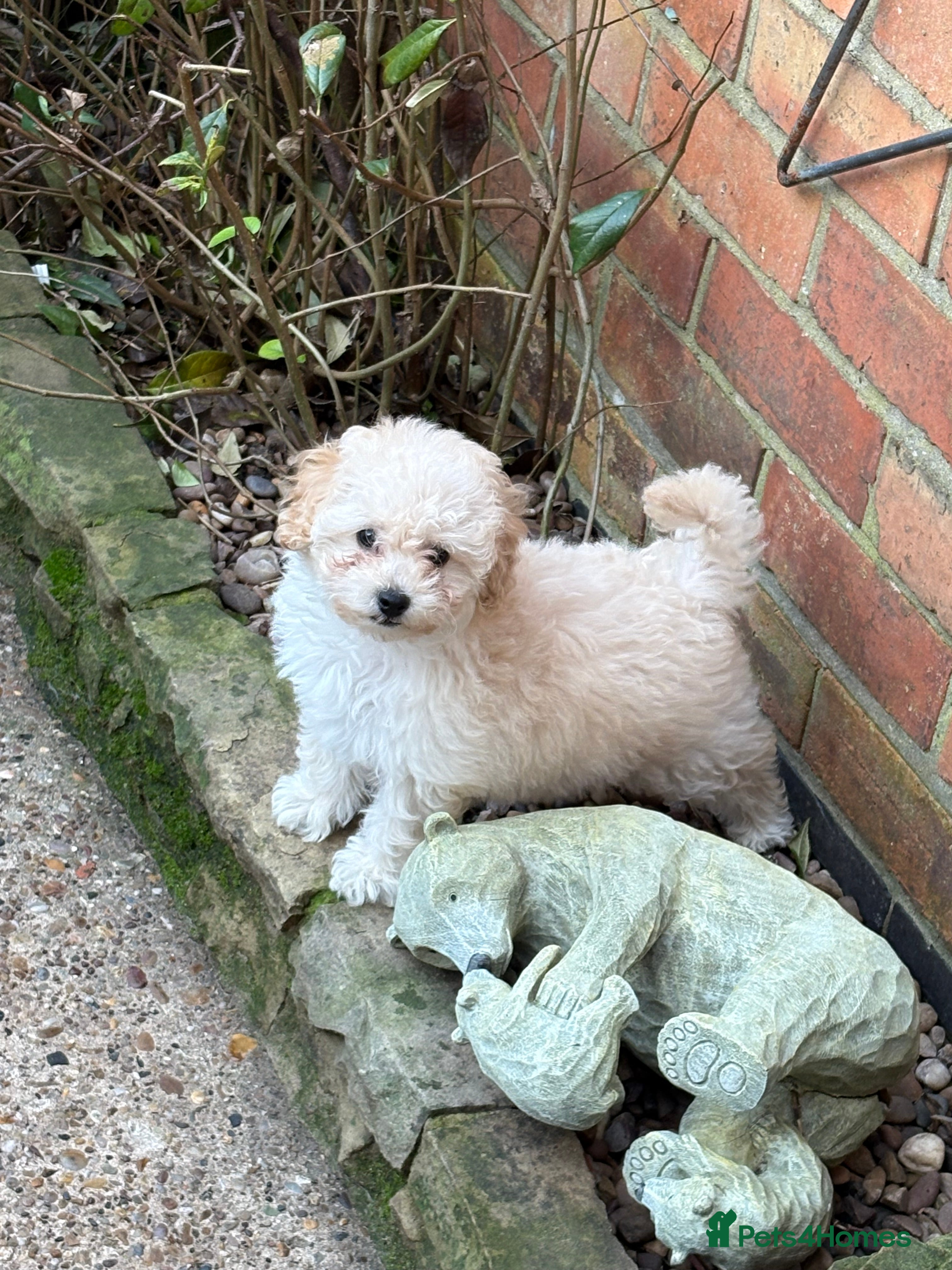 Maltipoo dogs Nancy (small toy breed cross)  - Advert 4