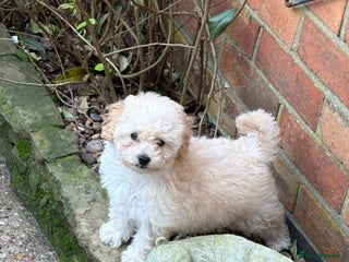 Maltipoo dogs Nancy (small toy breed cross) - Advert 4