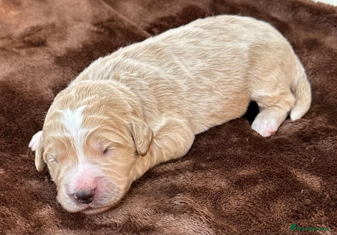 Double Doodle dogs for sale: Stunning Double Doodle Puppies  - Image 17
