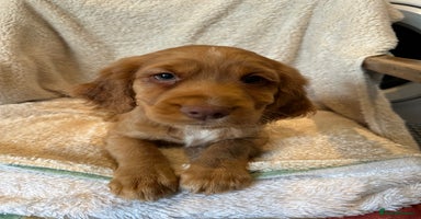 Cocker Spaniel dogs Extensively Health Tested KC Cocker Spaniels  - Advert 2